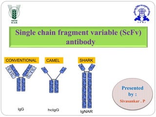 Single chain fragment variable (ScFv)
antibody
Presented
by :
Sivasankar . P
CONVENTIONAL CAMEL SHARK
 