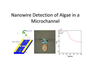 Nanowire Detection of Algae in a
        Microchannel
                  Algae cells                150
                                B            add algaeC
       A

                                             145


                                             140




                                    I (nA)
Nano sensor


                                             135

   S          D
                                             130
                  SiO2
                                              700   750   800      850       900   950   1000
                                                                Time (Sec)
 