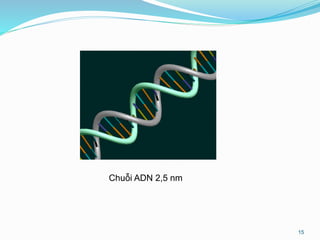 15
Chuỗi ADN 2,5 nm
 