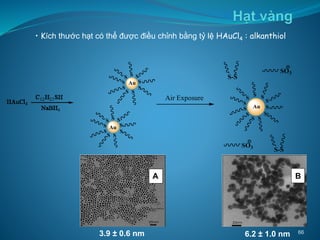 A
• Kích thước hạt có thể được điều chỉnh bằng tỷ lệ HAuCl4 : alkanthiol
Au
S
S
S
S
SS
HAuCl4
C12H25SH
NaBH4
SO3
Au
S-S
S
S
S
Air Exposure S
S
Au
S
S
S
S
SS
S
S
S
S
S
S
S
S
S
S
S
S
S-S
SO3
B
3.9 ± 0.6 nm 6.2 ± 1.0 nm 66
 