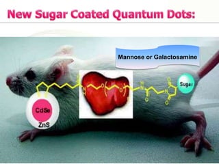 Mannose or Galactosamine
 