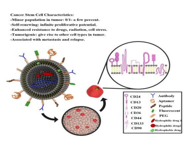 Nano drug delivery system for the cancer therapy | PPTX | Cancer ...