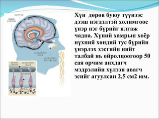 Хүн  дөрөв буюу түүнээс дээш нэгдэлтэй холимгоос үнэр нэг бүрийг ялгаж чадна. Хүний хамрын хоёр нүхний хөндий тус бүрийн үнэрлэх хэсгийн нийт талбай нь ойролцоогоор 50 сая орчим анхдагч мэдрэлийн хүлээн авагч эсийг агуулсан 2,5 см2 юм.  