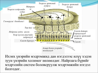 Ихэнх үнэрийн мэдрэмжид дан нэгдэлээс илүү хэдэн зуун үнэрийн холимог нөлөөлдөг. Найрлага бүрийг мэдрэлийн систем боловсруулж мэдрэмжийн нэгдэл болгодог.   Агаар болон үнэрийн молекулууд  Салст Салст доторх сормууснууд  үнэрлэх эрхтэний эпители  Митраль эс Үнэрлэх эрхтэний мэдрэл Үнэрлэх эрхтэний булцуу  Гломерули \   бөмбөлөг\ Үнэрлэх мэдрэлийн судал Тор  ( яс ) Үнэр хүлээн авагчийн  нейронууд  Нейроны үндэс  аксон Салст бүрхүүл 