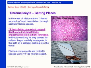 Future of Health Technology Institute, Hopkinton MA,USA

www.fhti.org

Common Sense in Health – Save Lives, Reduce Suffering

Chromallocyte – Getting Places
In the case of histonatation (“tissue
swimming”) and brachiation through
acellular tissue spaces,

Accelular tissue spaces

“A brachiating nanorobot can pull
itself along individual fibrils,
changing direction at fibril junctions,
indirectly working its way toward its
cellular target crudely analogous to
the path of a sailboat tacking into the
wind.”
Fibrous components are typically
spaced up to 10-100 microns apart.

© 1996-20078 FHTI. All Rights Reserved.

Renata Bushko, Future of Health Technology Institute (FHTI)

 