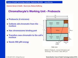Future of Health Technology Institute, Hopkinton MA,USA

www.fhti.org

Common Sense in Health – Save Lives, Reduce Suffering

Chromallocyte’s Working Unit - Proboscis


Proboscis (4 microns)



Collects old chromatin from the
nucleus



Has chromosome binding part



Transfers new chromatin to the cell’s
nucleus



Needs 950 pW energy
Side view
Robert A. Freitas Jr. , Journal of Evolution and
Technology - Vol. 16 Issue 1 June 2007 p12

© 1996-20078 FHTI. All Rights Reserved.

Renata Bushko, Future of Health Technology Institute (FHTI)

 