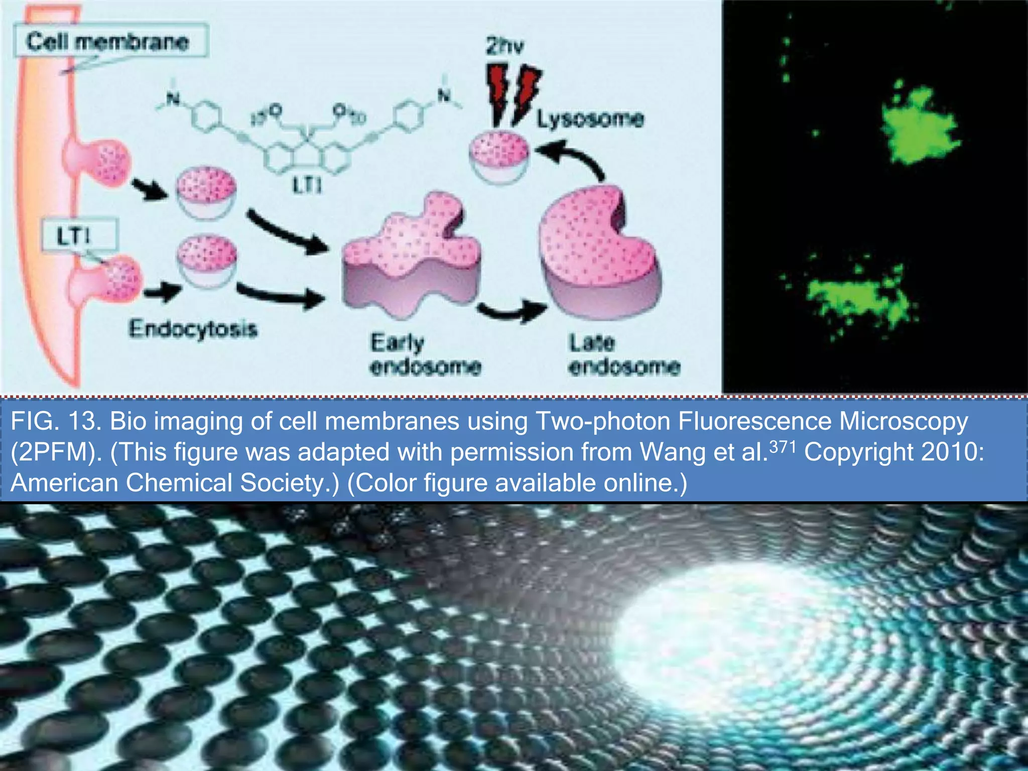 FIG. 13. Bio imaging of cell membranes using Two-photon Fluorescence Microscopy
(2PFM). (This figure was adapted with permission from Wang et al.371 Copyright 2010:
American Chemical Society.) (Color figure available online.)
 