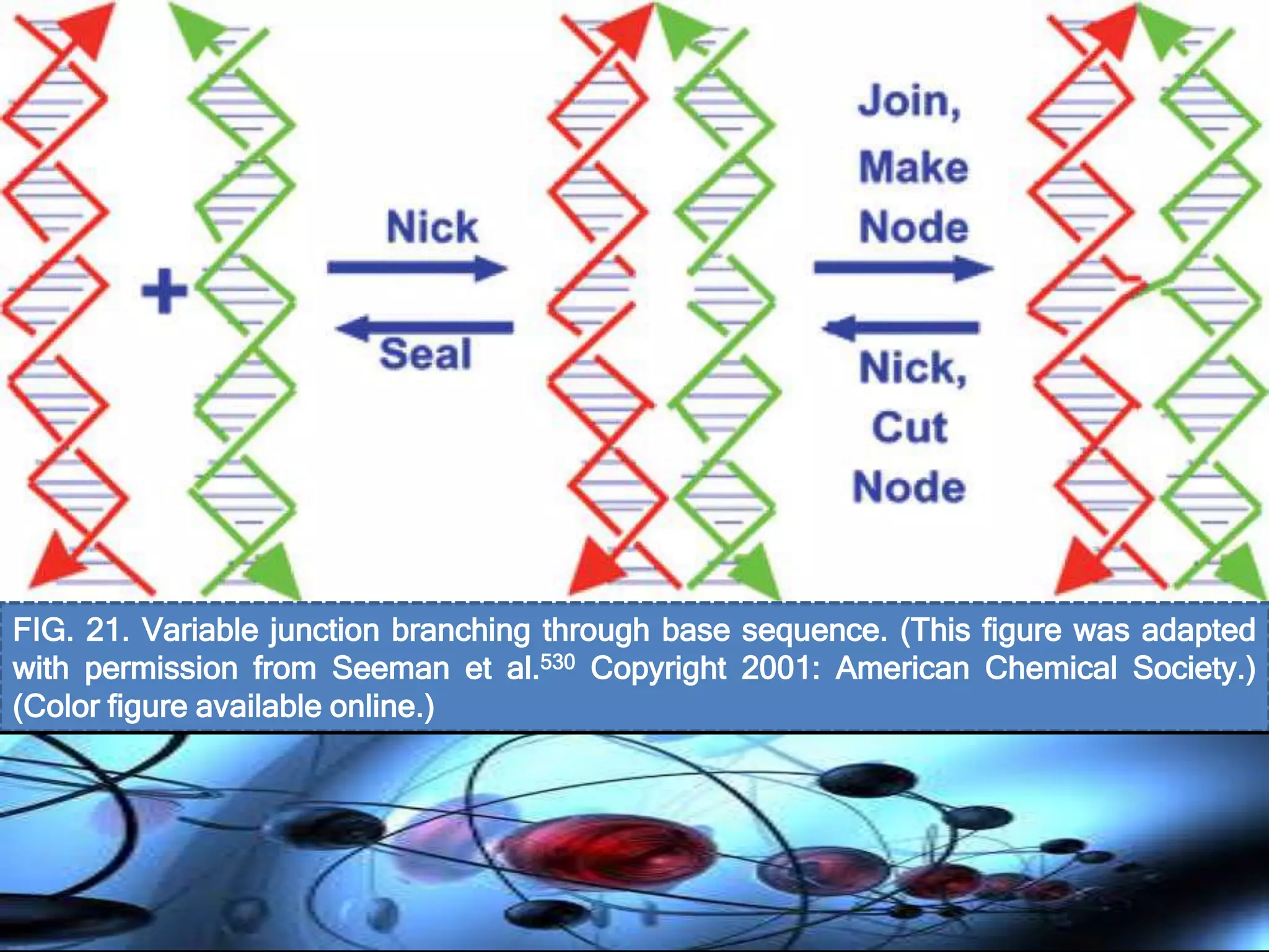 FIG. 21. Variable junction branching through base sequence. (This figure was adapted
with permission from Seeman et al.530 Copyright 2001: American Chemical Society.)
(Color figure available online.)
 