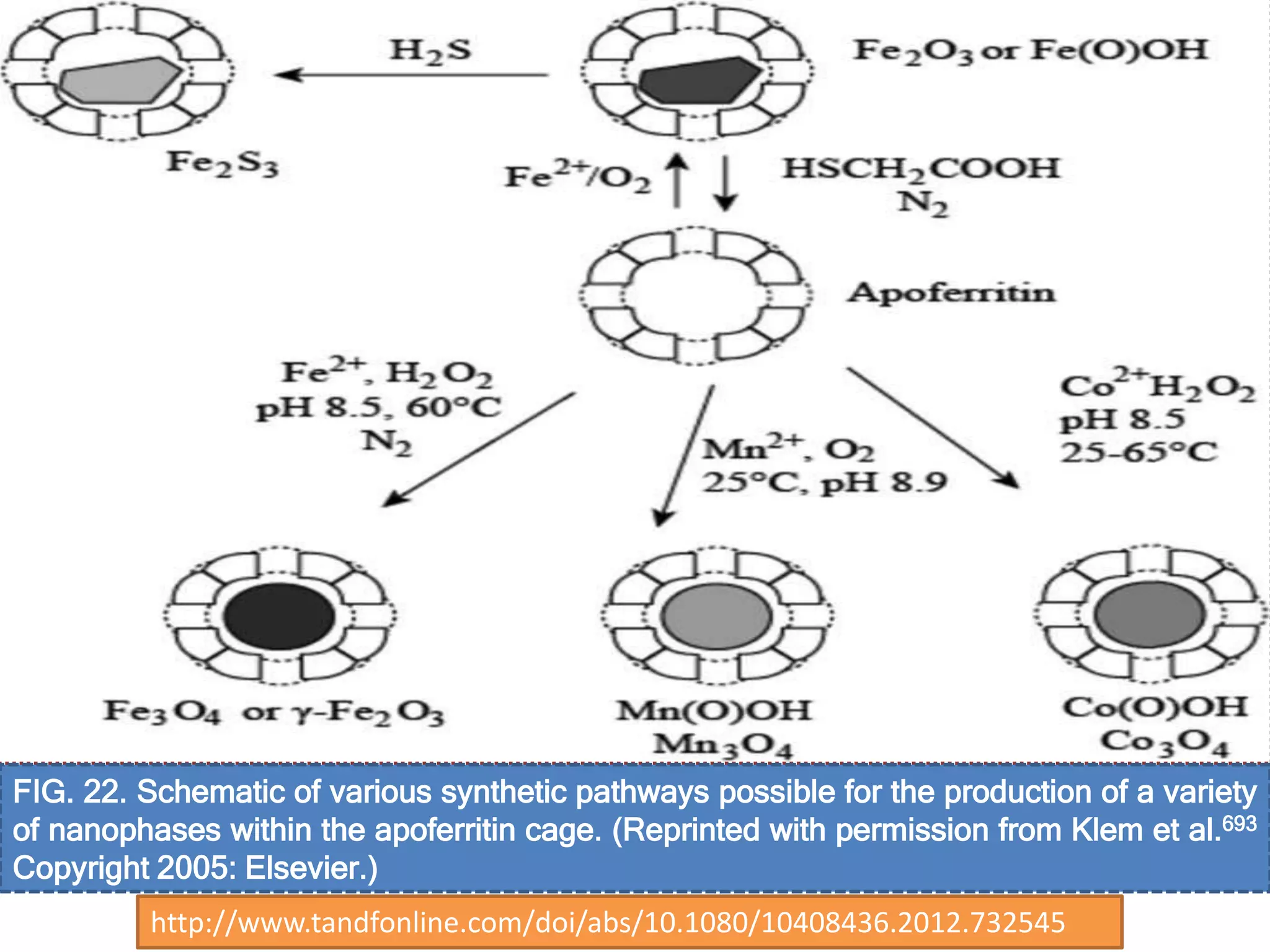 FIG. 22. Schematic of various synthetic pathways possible for the production of a variety
of nanophases within the apoferritin cage. (Reprinted with permission from Klem et al.693
Copyright 2005: Elsevier.)
http://www.tandfonline.com/doi/abs/10.1080/10408436.2012.732545
 