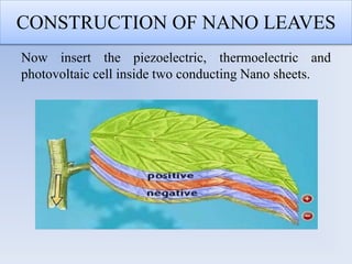 CONSTRUCTION OF NANO LEAVES
Now insert the piezoelectric, thermoelectric and
photovoltaic cell inside two conducting Nano sheets.
 