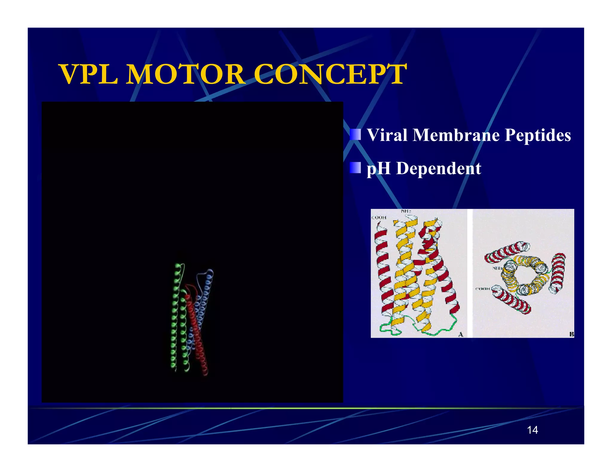 14 
VPL MOTOR CONCEPT 
Viral Membrane Peptides 
pH Dependent 
 