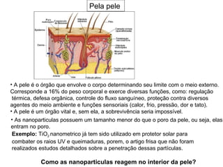 Pela pele




• A pele é o órgão que envolve o corpo determinando seu limite com o meio externo.
Corresponde a 16% do peso corporal e exerce diversas funções, como: regulação
 térmica, defesa orgânica, controle do fluxo sanguíneo, proteção contra diversos
agentes do meio ambiente e funções sensoriais (calor, frio, pressão, dor e tato).
• A pele é um órgão vital e, sem ela, a sobrevivência seria impossível.
• As nanoparticulas possuem um tamanho menor do que o poro da pele, ou seja, elas
entram no poro.
 Exemplo: TiO2 nanometrico já tem sido utilizado em protetor solar para
 combater os raios UV e queimaduras, porem, o artigo frisa que não foram
 realizados estudos detalhados sobre a penetração dessas partículas.

           Como as nanoparticulas reagem no interior da pele?
 