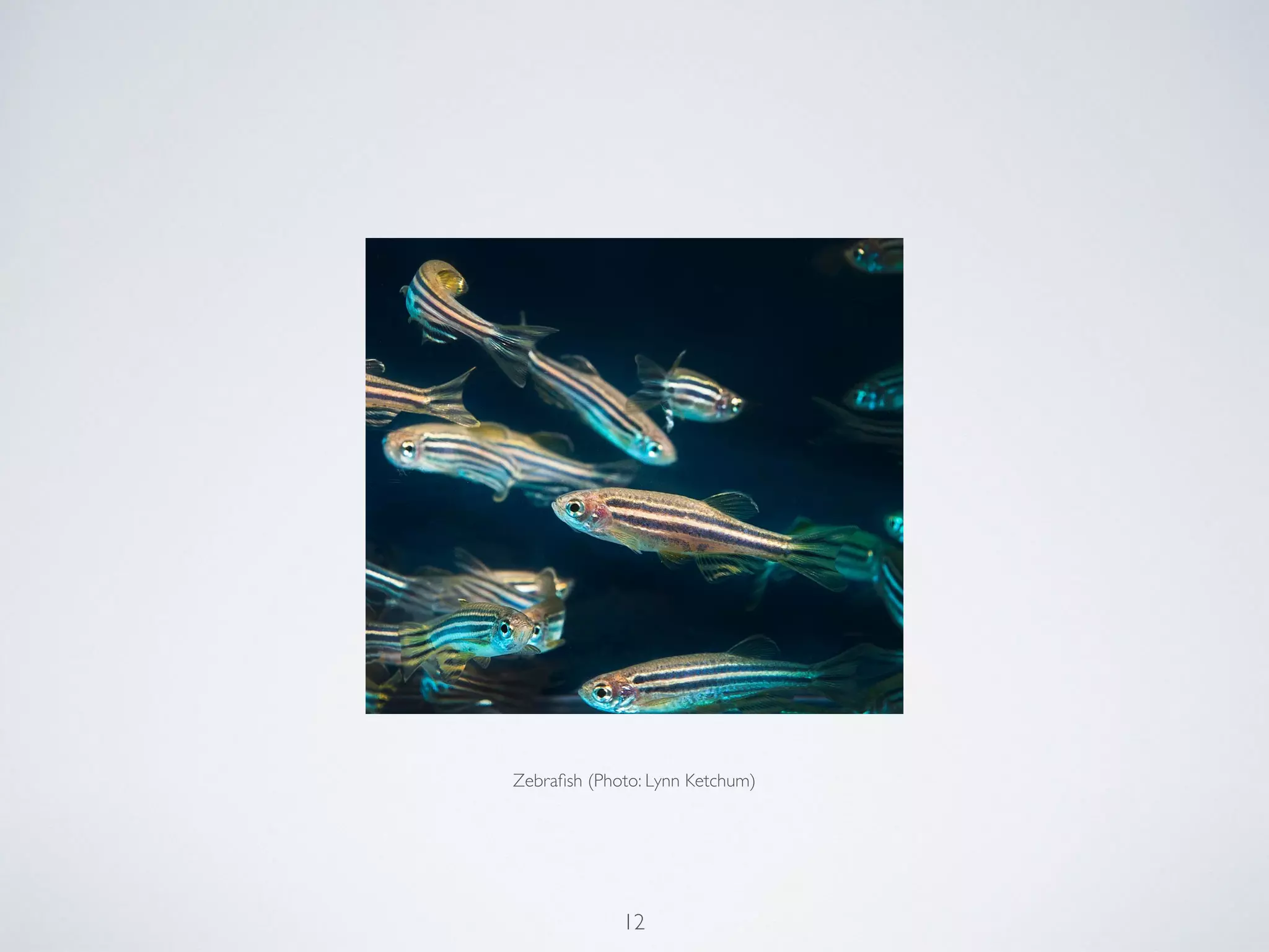 12
Zebraﬁsh (Photo: Lynn Ketchum)
 