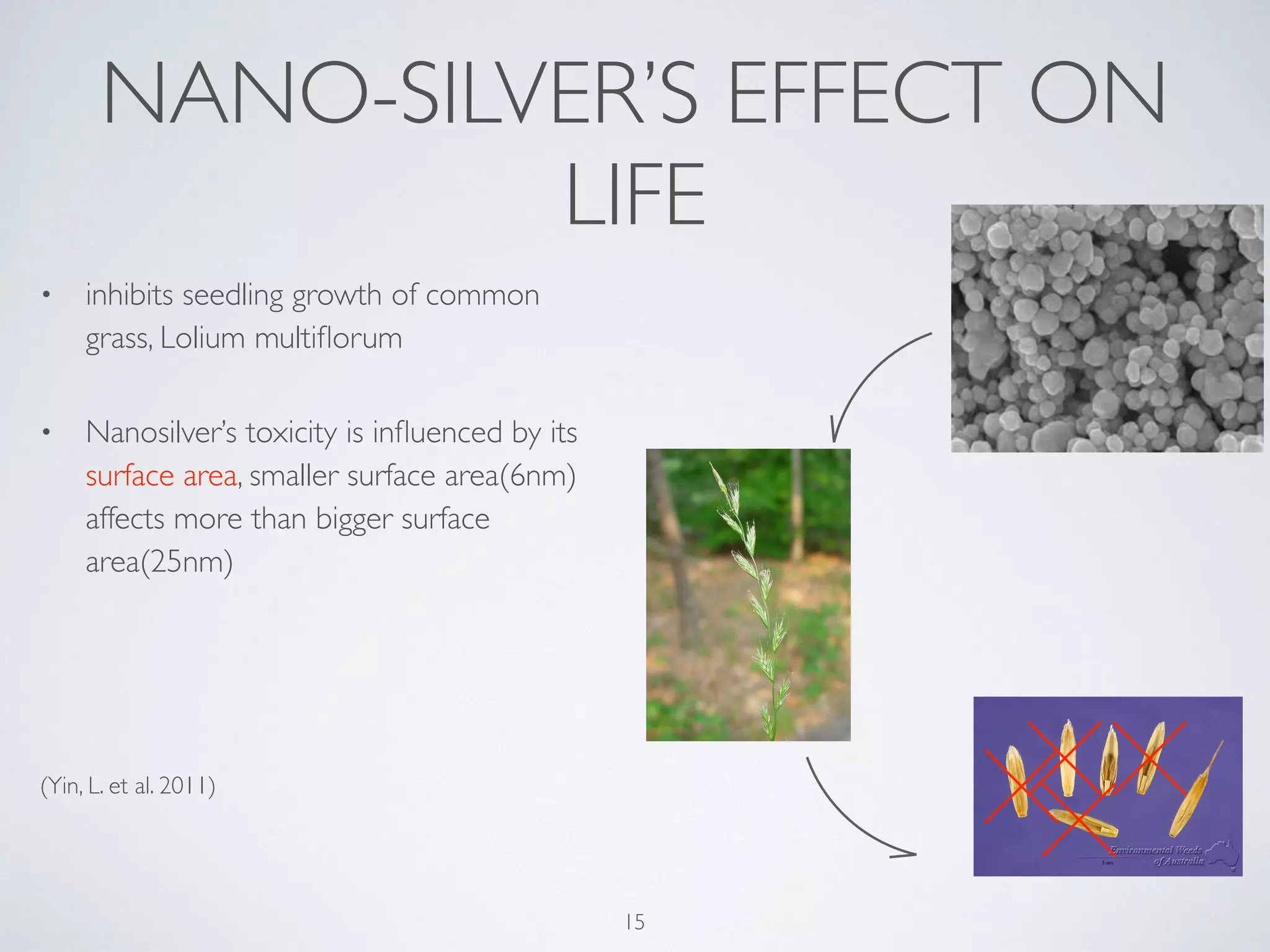 NANO-SILVER’S EFFECT ON
LIFE
• inhibits seedling growth of common
grass, Lolium multiﬂorum
• Nanosilver’s toxicity is inﬂuenced by its
surface area, smaller surface area(6nm)
affects more than bigger surface
area(25nm)
(Yin, L. et al. 2011)
15
 