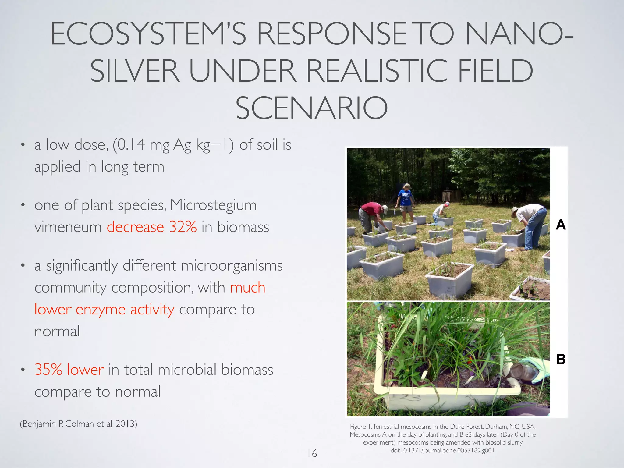 ECOSYSTEM’S RESPONSETO NANO-
SILVER UNDER REALISTIC FIELD
SCENARIO
• a low dose, (0.14 mg Ag kg−1) of soil is
applied in long term
• one of plant species, Microstegium
vimeneum decrease 32% in biomass
• a signiﬁcantly different microorganisms
community composition, with much
lower enzyme activity compare to
normal
• 35% lower in total microbial biomass
compare to normal
(Benjamin P. Colman et al. 2013)
16
Figure 1.Terrestrial mesocosms in the Duke Forest, Durham, NC, USA.
Mesocosms A on the day of planting, and B 63 days later (Day 0 of the
experiment) mesocosms being amended with biosolid slurry
doi:10.1371/journal.pone.0057189.g001
 