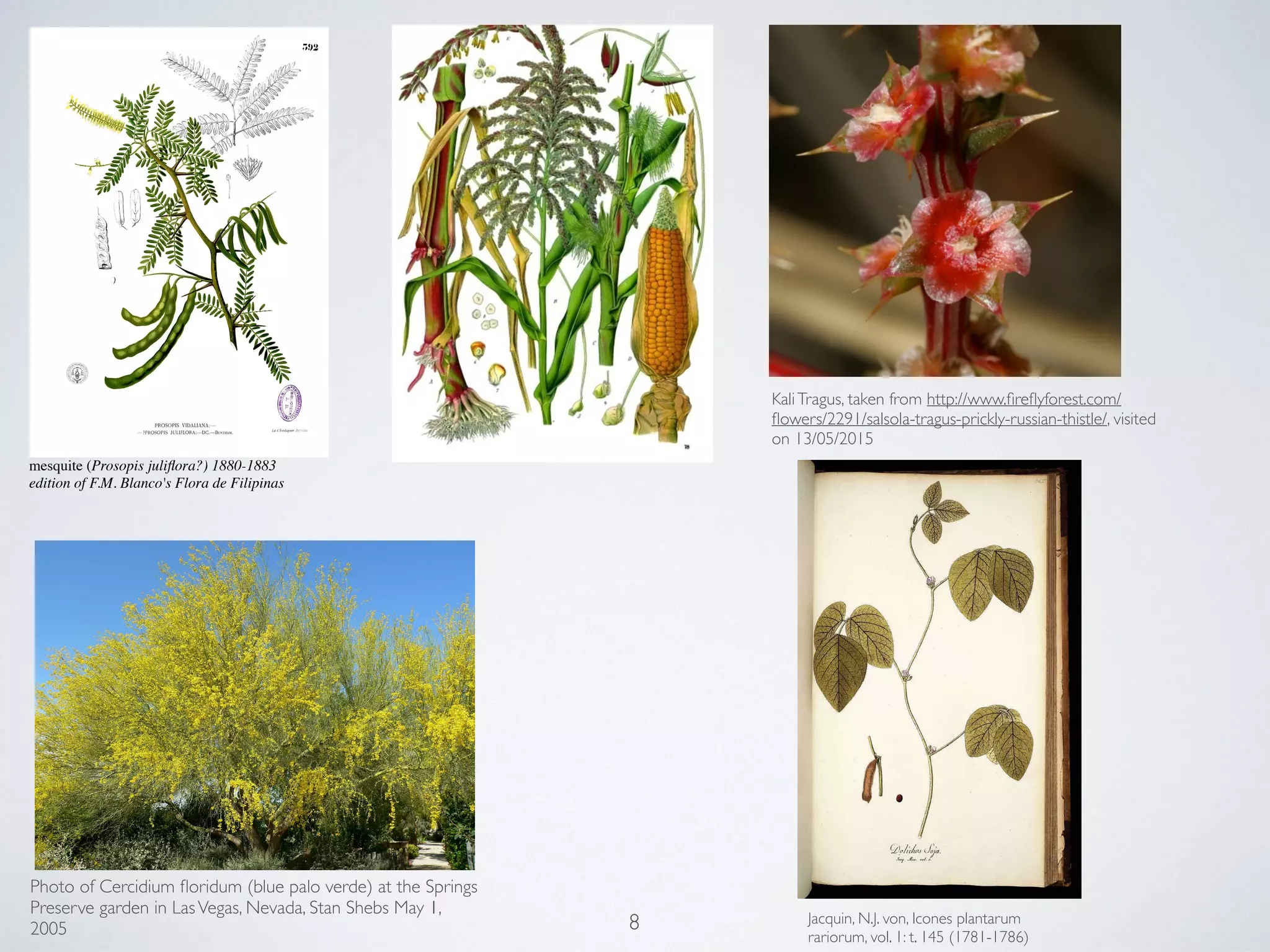 8 Jacquin, N.J. von, Icones plantarum
rariorum, vol. 1: t. 145 (1781-1786)
mesquite (Prosopis juliﬂora?) 1880-1883
edition of F.M. Blanco's Flora de Filipinas
Photo of Cercidium ﬂoridum (blue palo verde) at the Springs
Preserve garden in LasVegas, Nevada, Stan Shebs May 1,
2005
KaliTragus, taken from http://www.ﬁreﬂyforest.com/
ﬂowers/2291/salsola-tragus-prickly-russian-thistle/, visited
on 13/05/2015
 