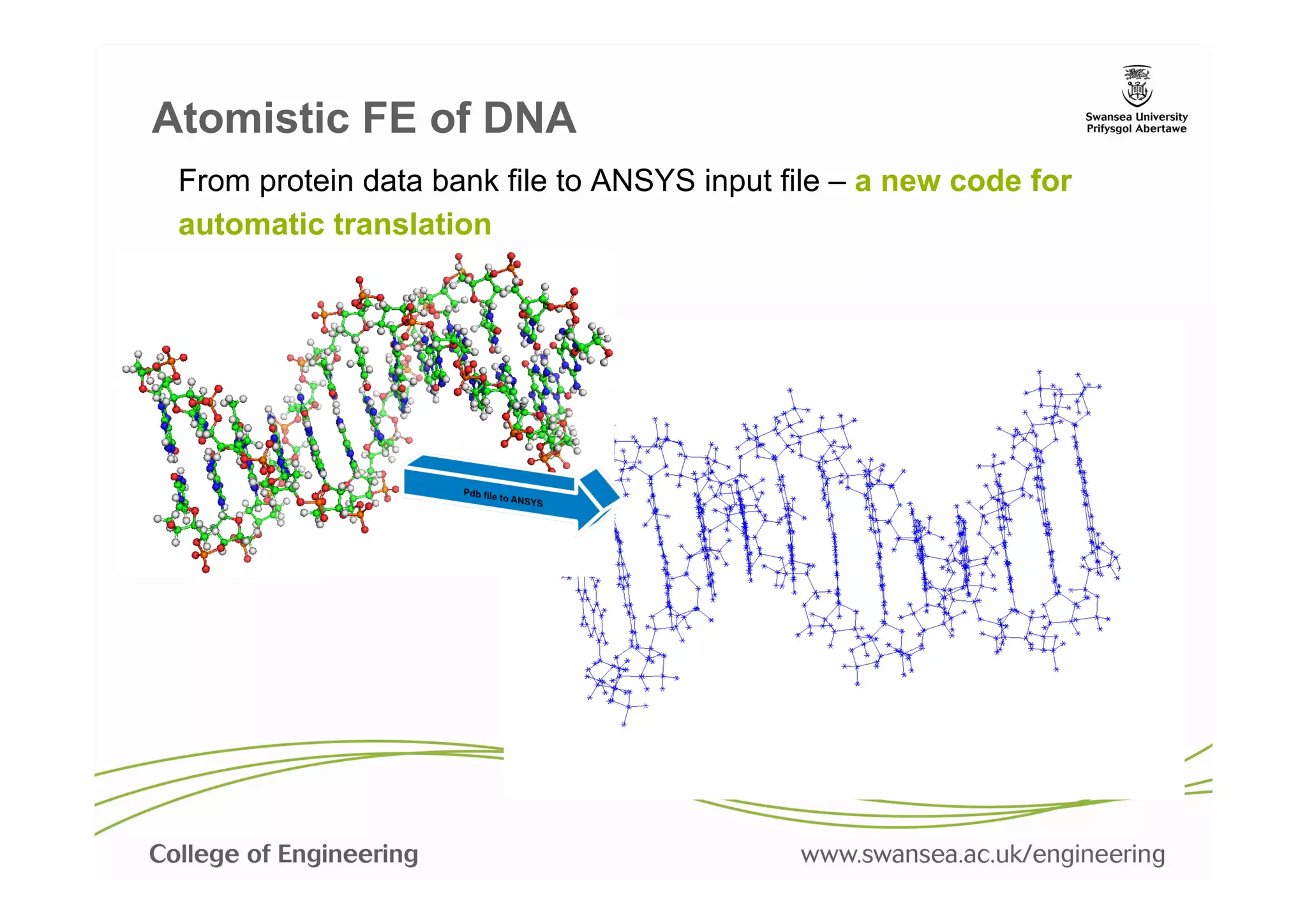 Atomistic FE of DNA
 From protein data bank file to ANSYS input file – a new code for
 automatic translation
 