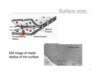Surface scan EM image of metal replica of the surface 