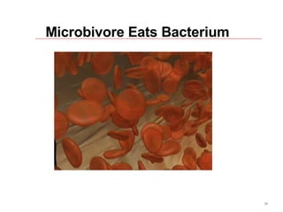 Microbivore Eats Bacterium 