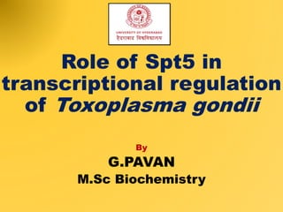 Role of Spt5 in
transcriptional regulation
of Toxoplasma gondii
By
G.PAVAN
M.Sc Biochemistry
 