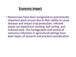 Economic Impact
• Nanoviruses have been recognized as economically
important plant viruses due to their ability to cause
diseases and impact crop production. Infected
plants can experience stunting, leaf curling, and
reduced yield. The management and control of
nanovirus infections in agricultural settings have
been topics of research and practical consideration
 