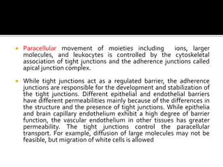  Paracellular movement of moieties including ions, larger
molecules, and leukocytes is controlled by the cytoskeletal
association of tight junctions and the adherence junctions called
apical junction complex.
 While tight junctions act as a regulated barrier, the adherence
junctions are responsible for the development and stabilization of
the tight junctions. Different epithelial and endothelial barriers
have different permeabilities mainly because of the differences in
the structure and the presence of tight junctions. While epithelia
and brain capillary endothelium exhibit a high degree of barrier
function, the vascular endothelium in other tissues has greater
permeability. The tight junctions control the paracellular
transport. For example, diffusion of large molecules may not be
feasible, but migration of white cells is allowed
 