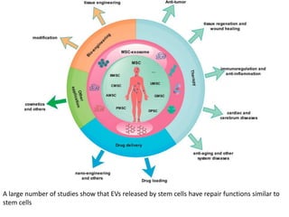 A large number of studies show that EVs released by stem cells have repair functions similar to
stem cells
 