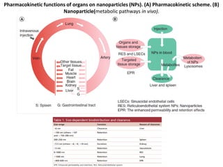 Pharmacokinetic functions of organs on nanoparticles (NPs). (A) Pharmacokinetic scheme. (B)
Nanoparticle(metabolic pathways in vivo).
 