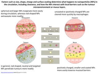 Nature Reviews Drug Discovery volume 20, pages101–124 (2021)
Factors such as size, shape, charge and surface coating determine what happens to nanoparticles (NPs) in
the circulation, including clearance, and how the NPs interact with local barriers such as the tumour
microenvironment or mucus layers.
spherical and larger NPs marginate more easily
during circulation, whereas rod-shaped NPs
extravasate more readily;
uncoated or positively charged NPs are
cleared more quickly by macrophages
in general, rod-shaped, neutral and targeted
NPs penetrate tumours more readily positively charged, smaller and coated NPs
more easily traverse mucosal barriers
 