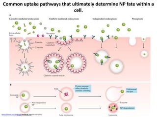 Nature Reviews Drug Discovery volume 20, pages101–124 (2021)
Common uptake pathways that ultimately determine NP fate within a
cell.
 