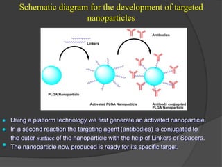 Schematic diagram for the development of targeted
nanoparticles
 Using a platform technology we first generate an activated nanoparticle.
 In a second reaction the targeting agent (antibodies) is conjugated to
the outer surface of the nanoparticle with the help of Linkers or Spacers.
• The nanoparticle now produced is ready for its specific target.
 