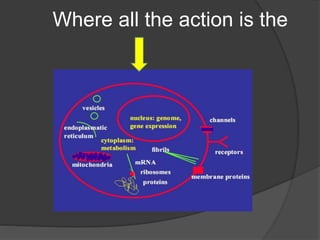 Where all the action is the
 