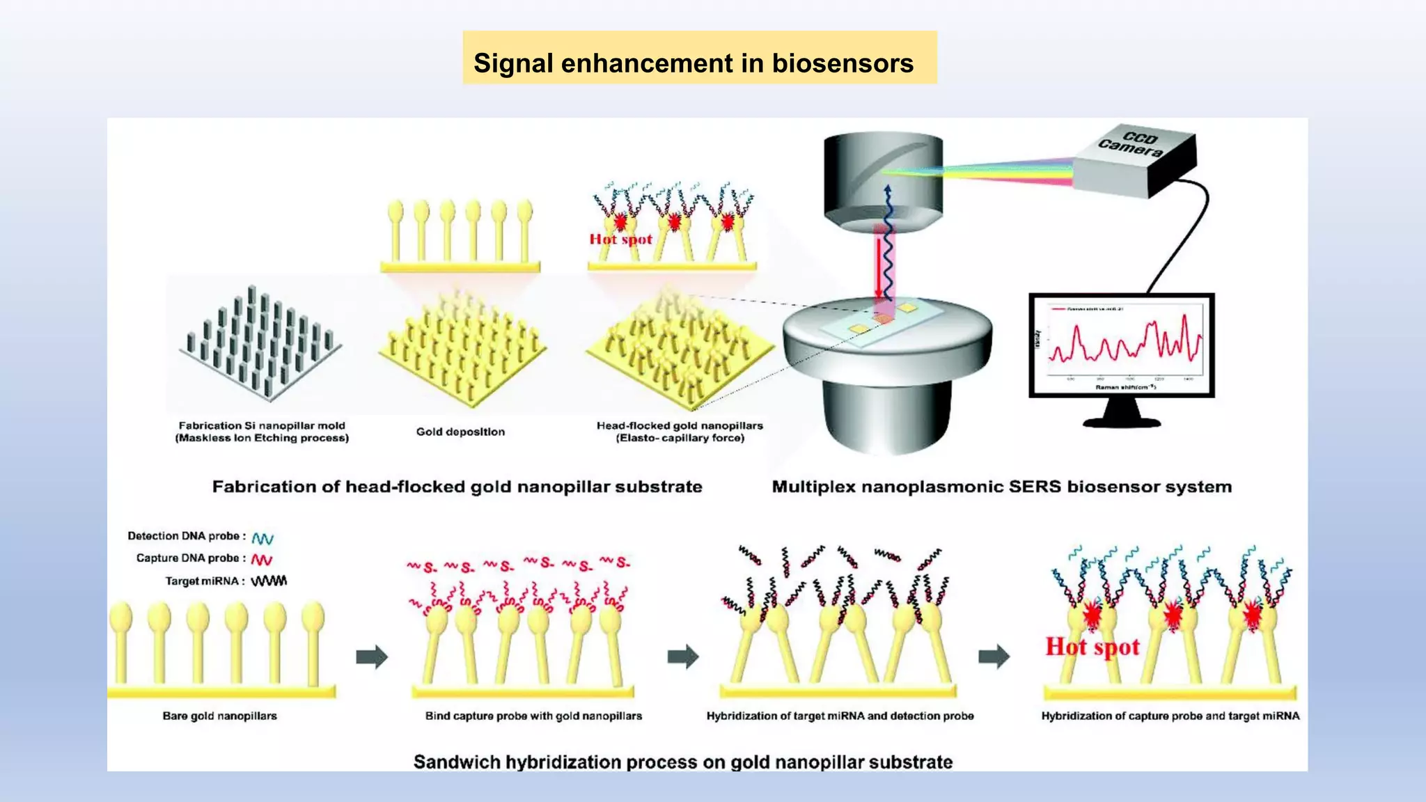 Signal enhancement in biosensors
 