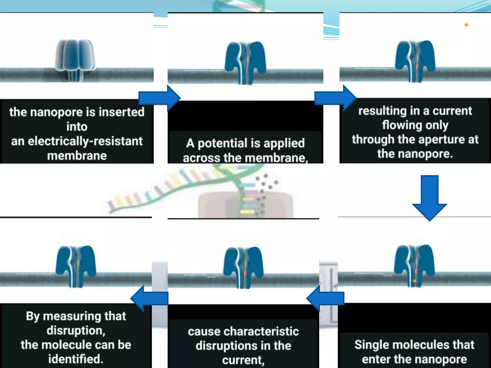 Nanopore sequencing | PPTX | Chemistry | Science