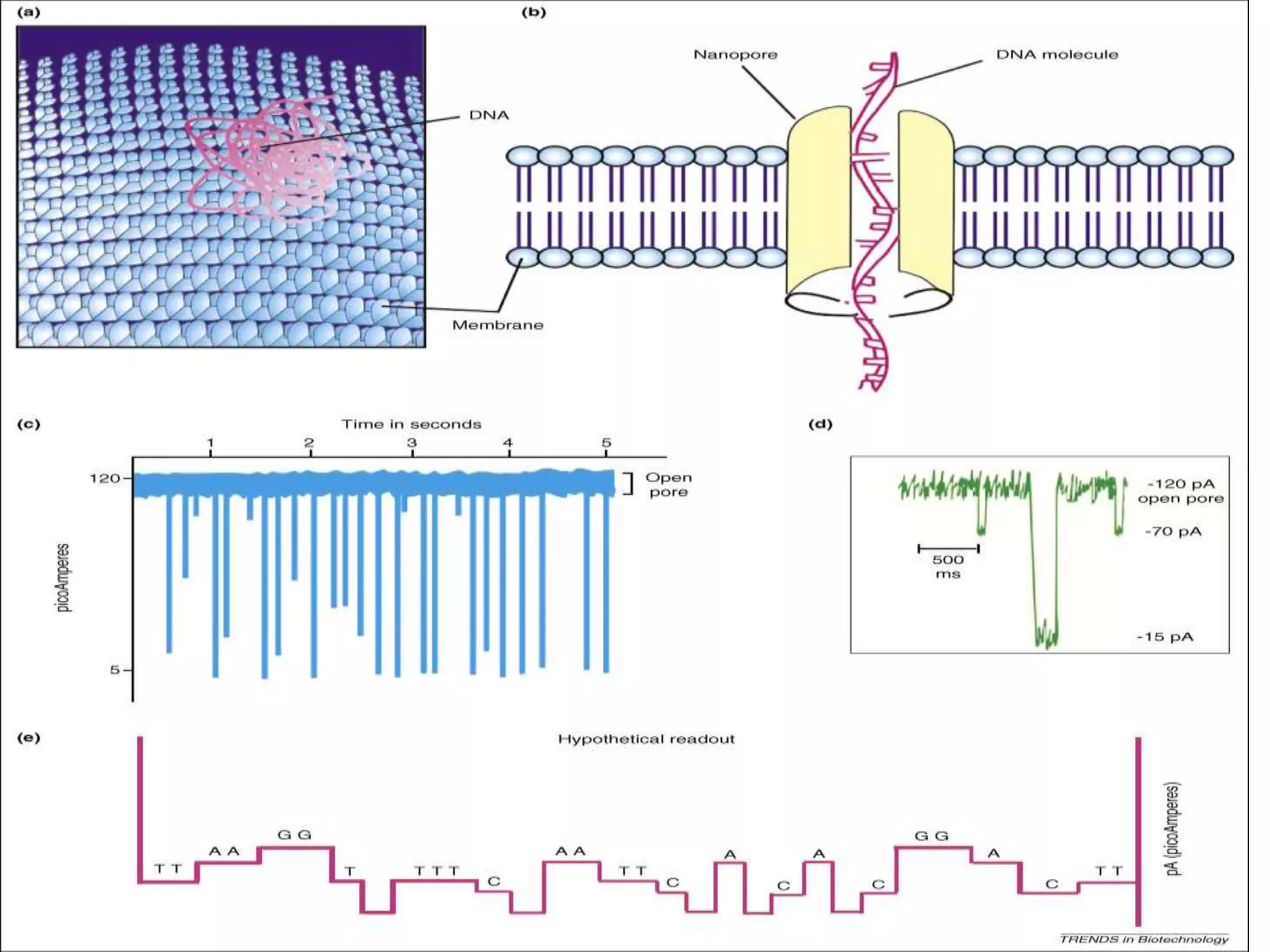Nanopore sequencing (NGS) | PPTX