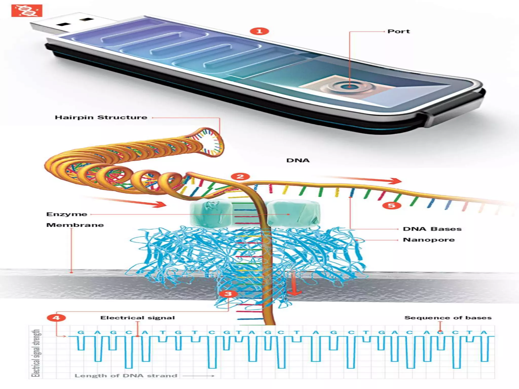 Nanopore sequencing (NGS) | PPTX