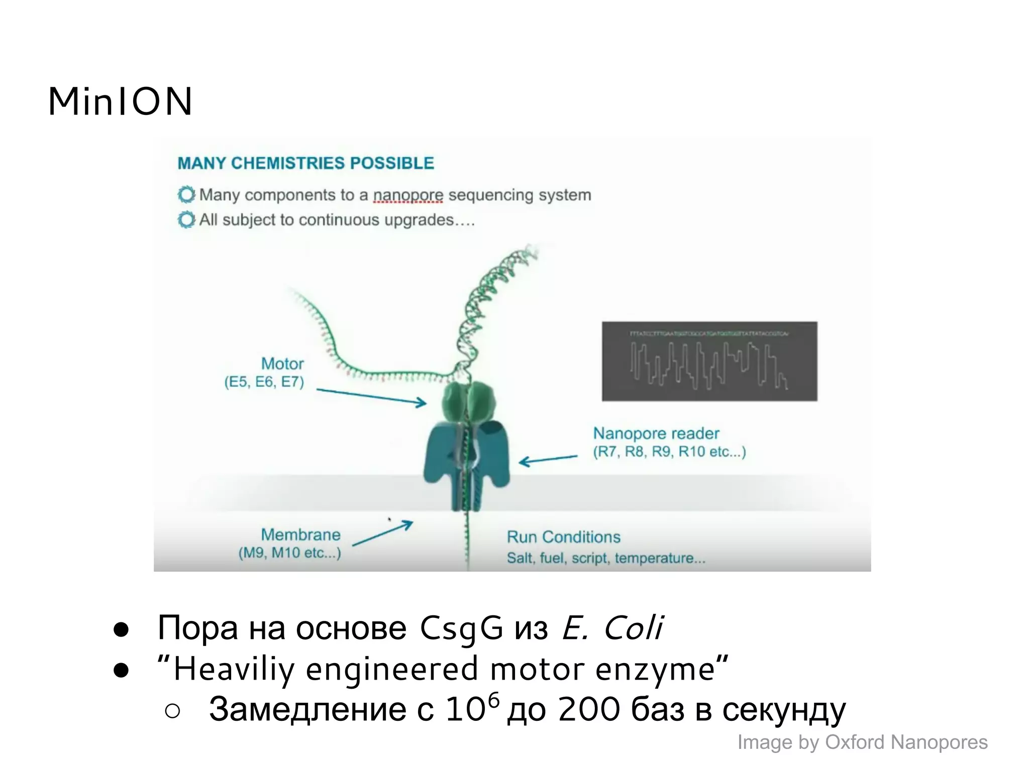 MinION
● Пора на основе CsgG из E. Coli
● “Heaviliy engineered motor enzyme”
○ Замедление с 106
до 200 баз в секунду
Image by Oxford Nanopores
 