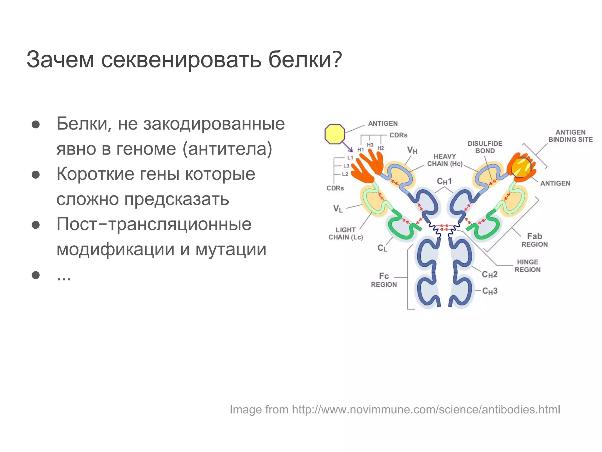 Зачем секвенировать белки?
● Белки, не закодированные
явно в геноме (антитела)
● Короткие гены которые
сложно предсказать
● Пост-трансляционные
модификации и мутации
● ...
Image from http://www.novimmune.com/science/antibodies.html
 