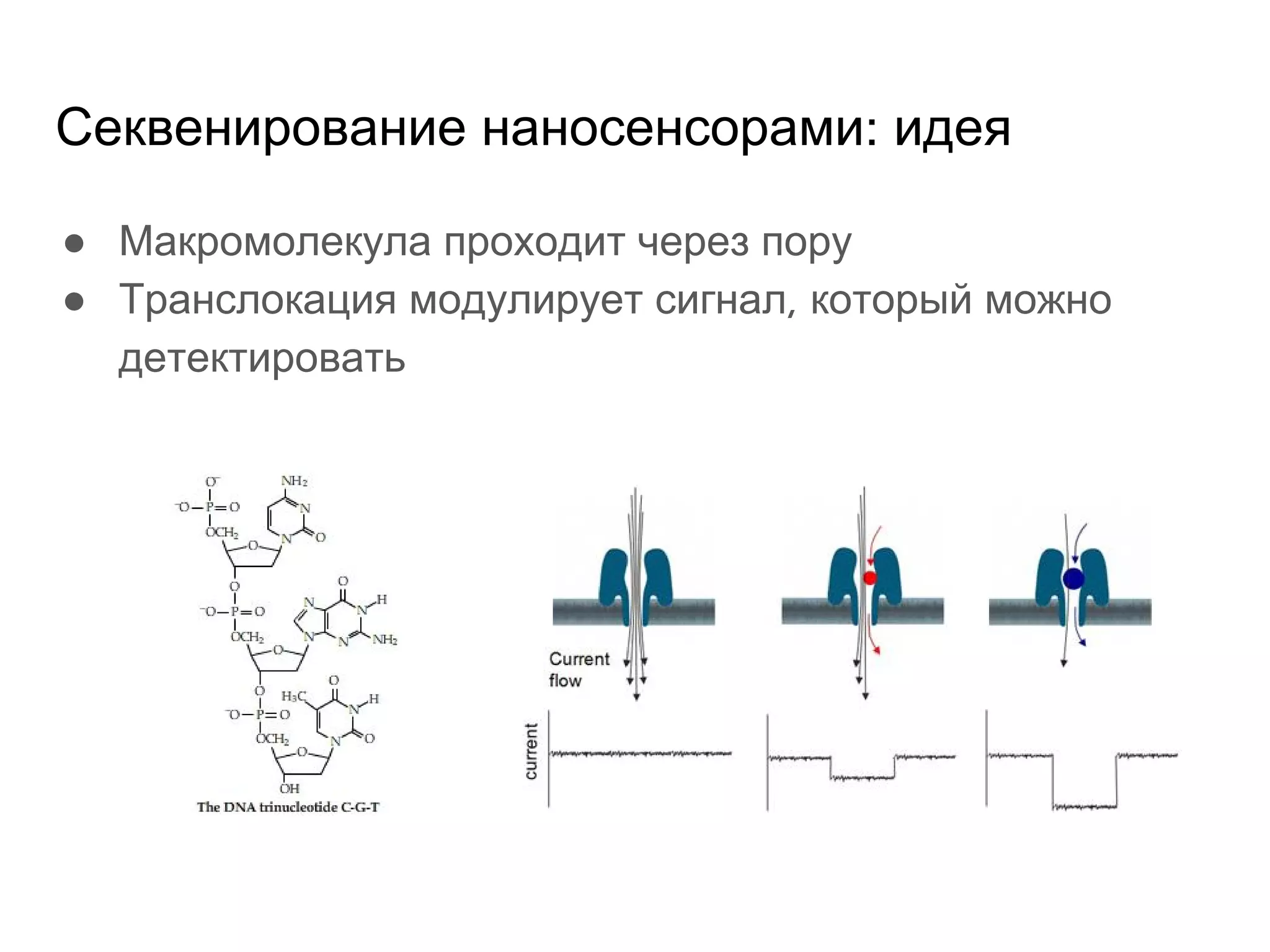 Секвенирование наносенсорами: идея
● Макромолекула проходит через пору
● Транслокация модулирует сигнал, который можно
детектировать
 