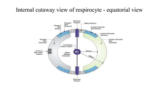 Internal cutaway view of respirocyte - equatorial view
 