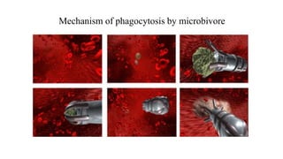 Mechanism of phagocytosis by microbivore
 