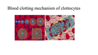 Blood clotting mechanism of clottocytes
 