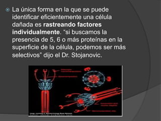  La única forma en la que se puede
identificar eficientemente una célula
dañada es rastreando factores
individualmente. “si buscamos la
presencia de 5, 6 o más proteínas en la
superficie de la célula, podemos ser más
selectivos” dijo el Dr. Stojanovic.
 