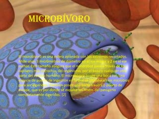 microbívoro


El microbívoro es una esfera aplanada con los extremos recortados.
Mide unos 3 micrómetros de diámetro en el eje mayor y 2 en el eje
menor. Este tamaño asegura que el nanorobot pase a través de los
capilares más estrechos del organismo, por el bazo y cualquier otra
parte del cuerpo humano. El microbívoro posee una boca con una
especie de puerto de ingestión en la que se introducen los microbios
para ser digeridos. También posee una parte trasera o puerto de
escape, que es por donde se expulsa los restos del patógeno
completamente digeridos. [2]
 