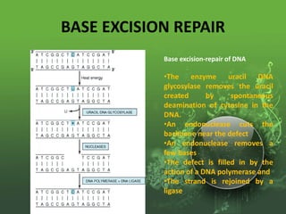 Radiation basics and radiation damage | PPTX