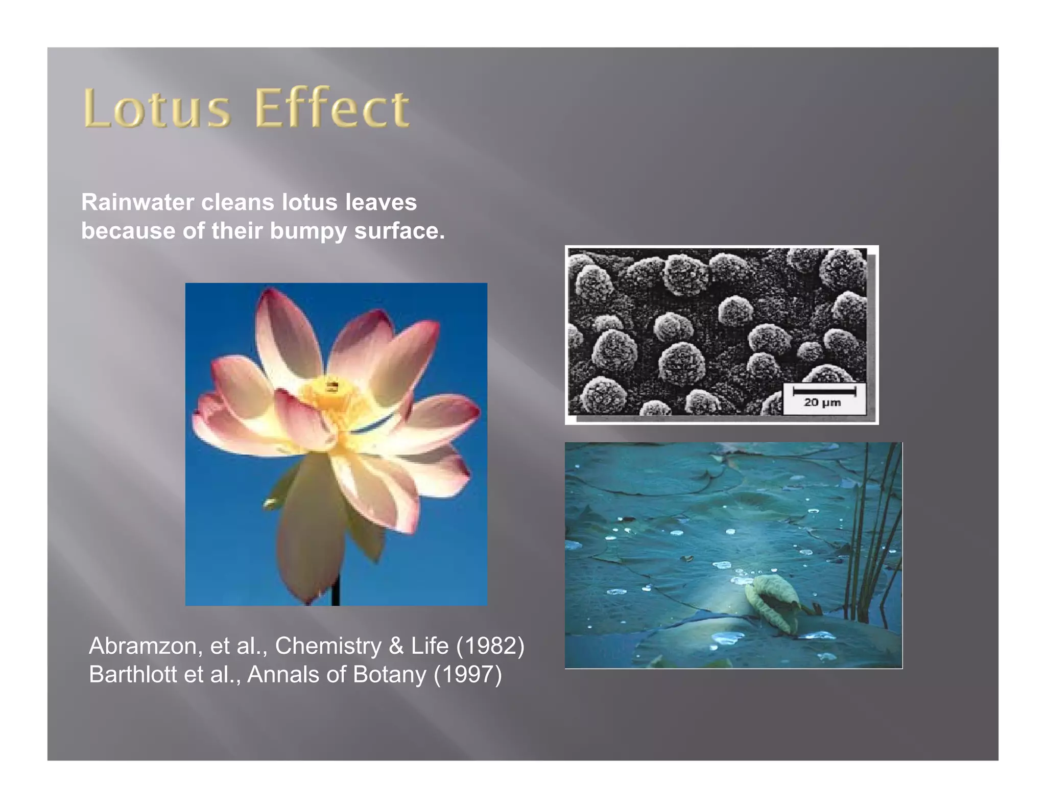 Rainwater cleans lotus leaves
because of their bumpy surface.




Abramzon, et al., Chemistry & Life (1982)
                             y       (    )
Barthlott et al., Annals of Botany (1997)
 