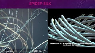 SPIDER SILK
 