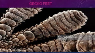 GECKO FEET
 