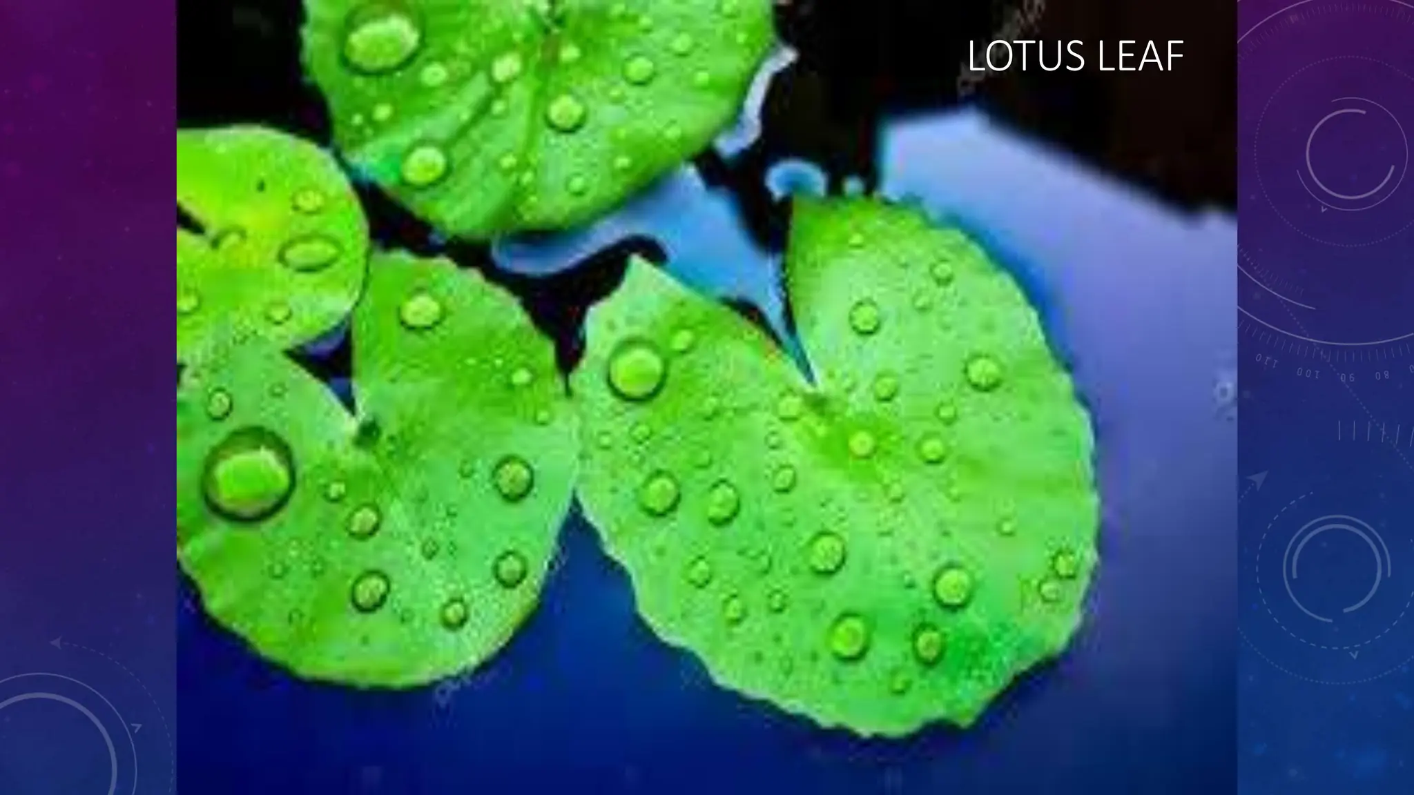 LOTUS LEAF
 