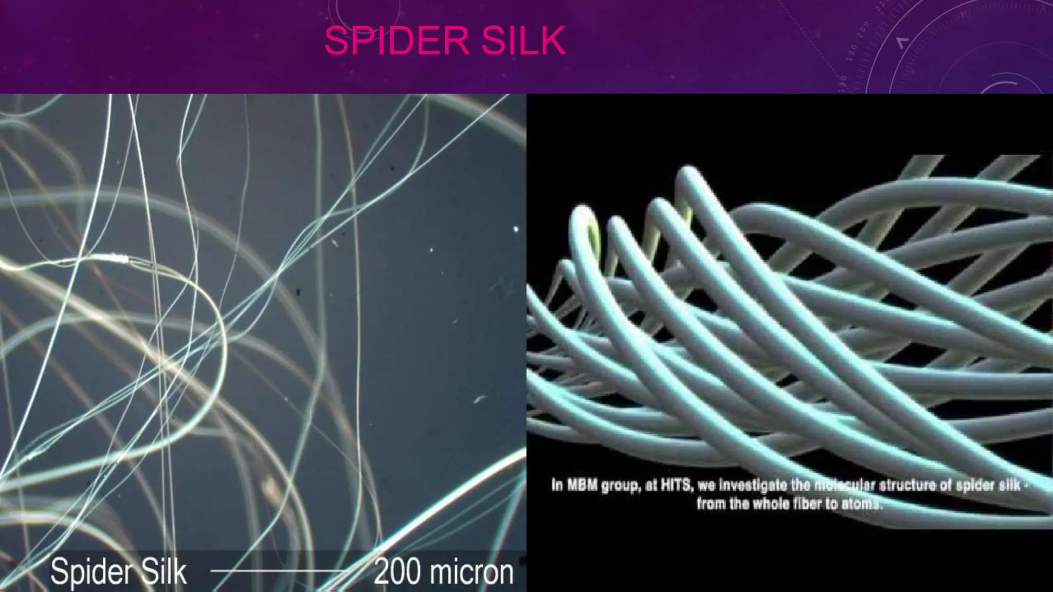 SPIDER SILK
 